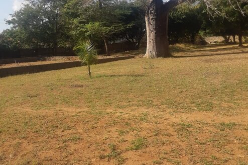 Conservation of the Boabab Trees in Kilifi
